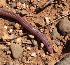 Moroccan Worm Lizard photo 4