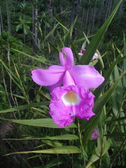 Sobralia macrantha