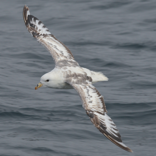 Northern Fulmar, photo 9 of 9