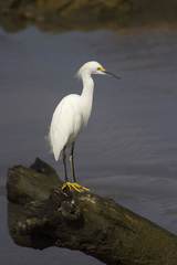 Egretta thula
