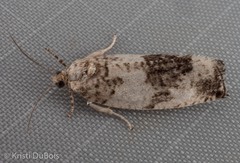 Pseudosciaphila duplex