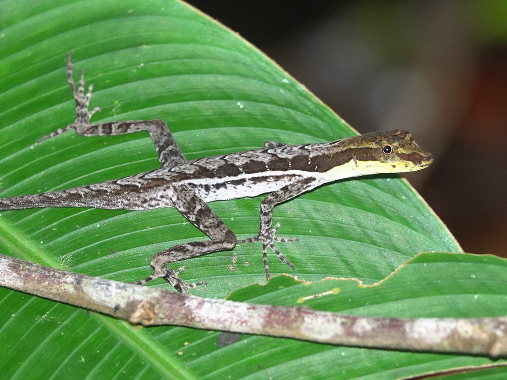 Granular Anole