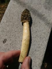 Phallus impudicus
