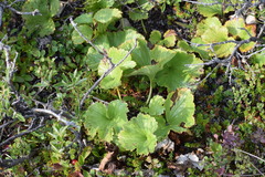 Boykinia richardsonii