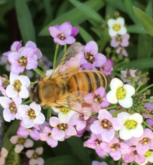 Apis mellifera