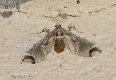 Leucinodes laisalis