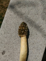 Phallus impudicus