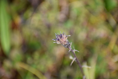 Saussurea angustifolia