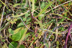 Saussurea angustifolia