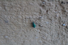 Polydrusus formosus