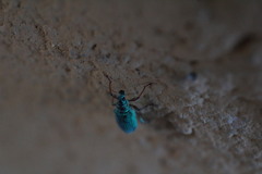 Polydrusus formosus