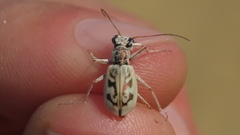 Ellipsoptera lepida
