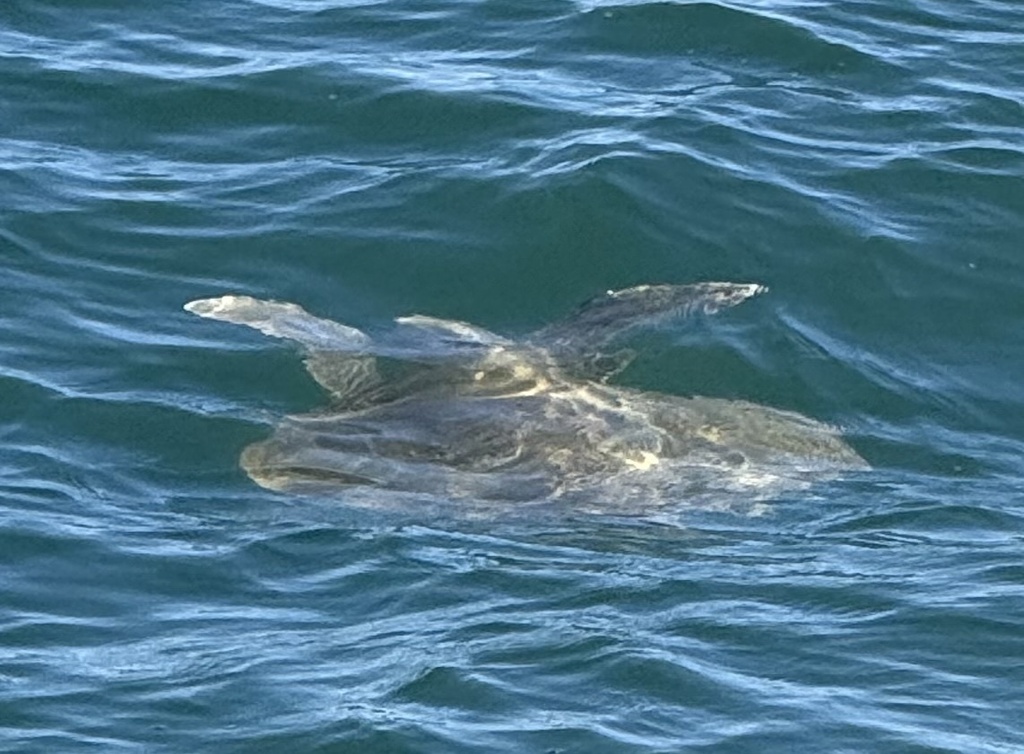 Kemp's ridley turtle swimming at the ocean surface