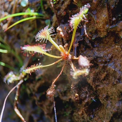 Drosera viridis Rivadavia