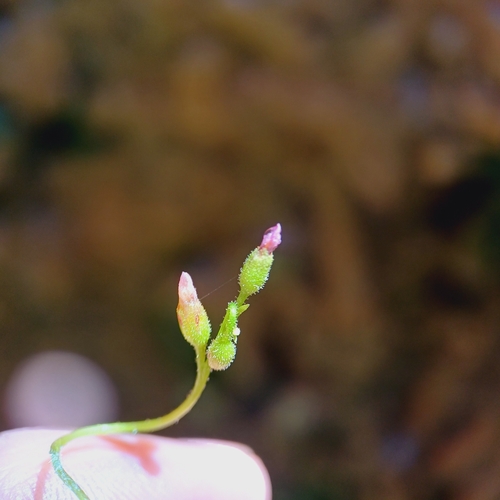 Drosera viridis Rivadavia 2