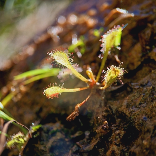 Drosera viridis