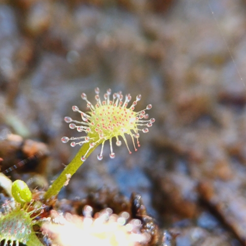 Drosera viridis