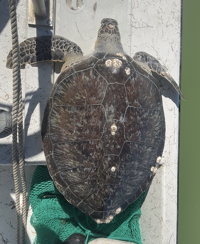 Green Sea Turtle photographed in Texas