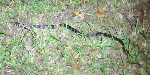 Stephens' Banded Snake sighting