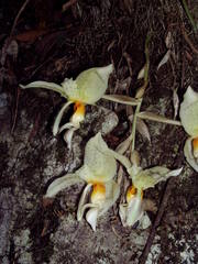 Stanhopea oculata