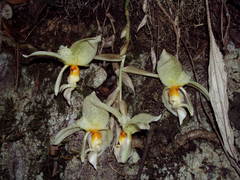 Stanhopea oculata