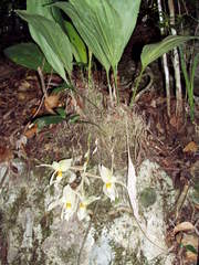 Stanhopea oculata