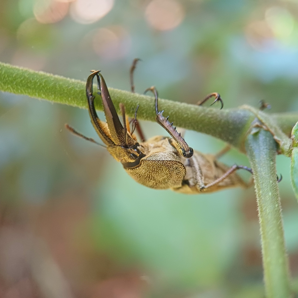 Casignetus lindei