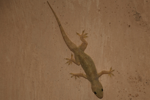 Northern House Gecko