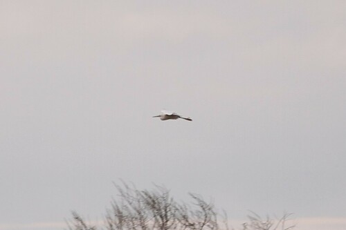 iNaturalist observation photo of Snowy Egret