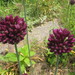 Allium rotundum - Photo (c) Kerry Woods, algunos derechos reservados (CC BY-NC-ND)