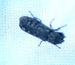 Lichenophanes bicornis