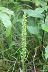Platanthera sachalinensis