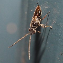 Megaspilidae
