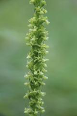 Platanthera sachalinensis