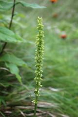 Platanthera sachalinensis