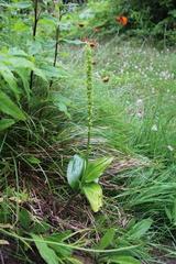 Platanthera sachalinensis