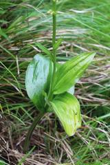 Platanthera sachalinensis