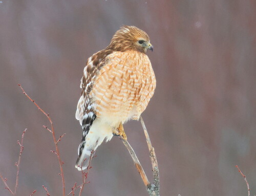 Red-shouldered Hawk