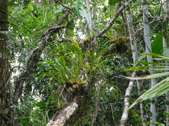 Maxillaria egertoniana