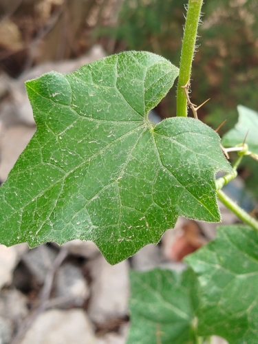 White Bryony