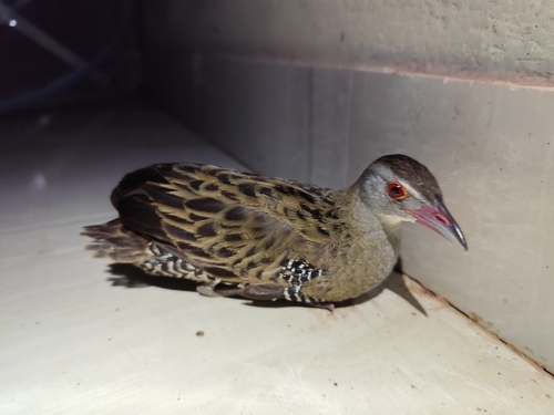 African Crake