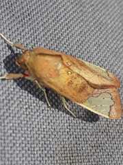 Bertholdia