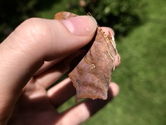 Polygonia interrogationis