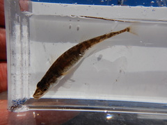 Pungitius pungitius