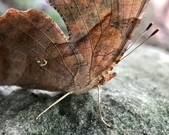 Polygonia interrogationis