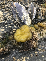 Leathesia marina