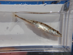 Pungitius pungitius
