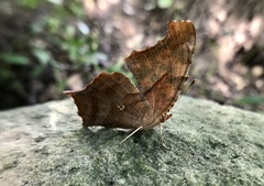 Polygonia interrogationis