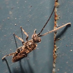 Megaspilidae