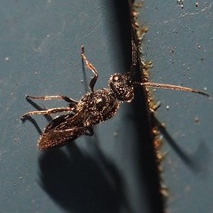 Megaspilidae